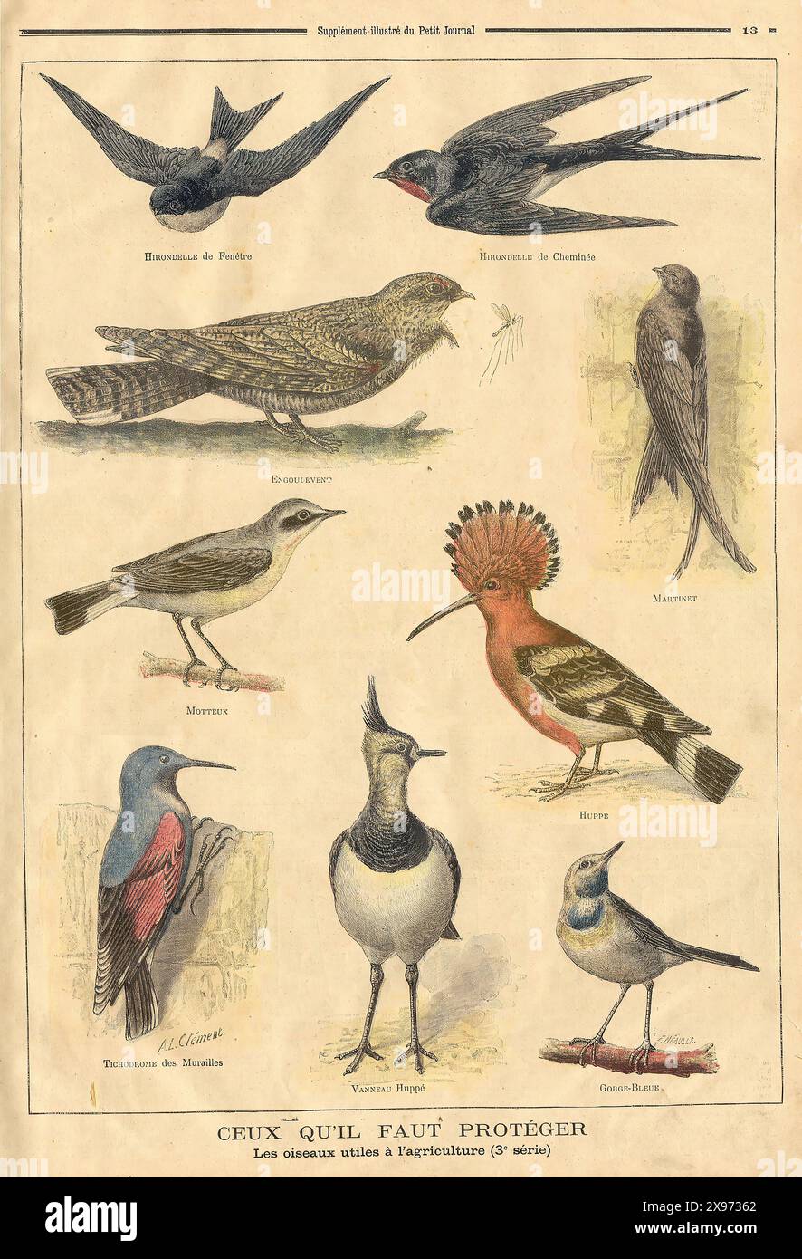 "CEUX QU'IL FAUT PROTEGER Les oiseaux utiles a l'agriculture (3e serie ...