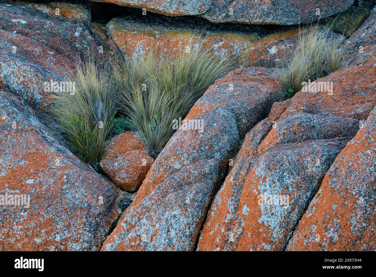 Australia, Tasmania, East Coast, Bay of Fires, Conservation area Stock Photo