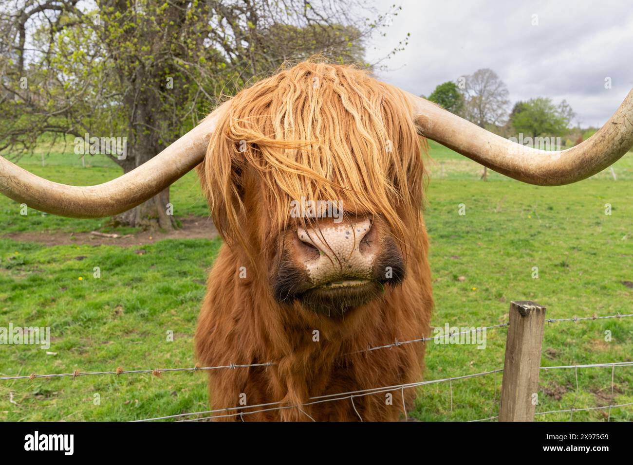 Close up of a Scottish Highland Cow with his hair covering his eyes Stock Photo