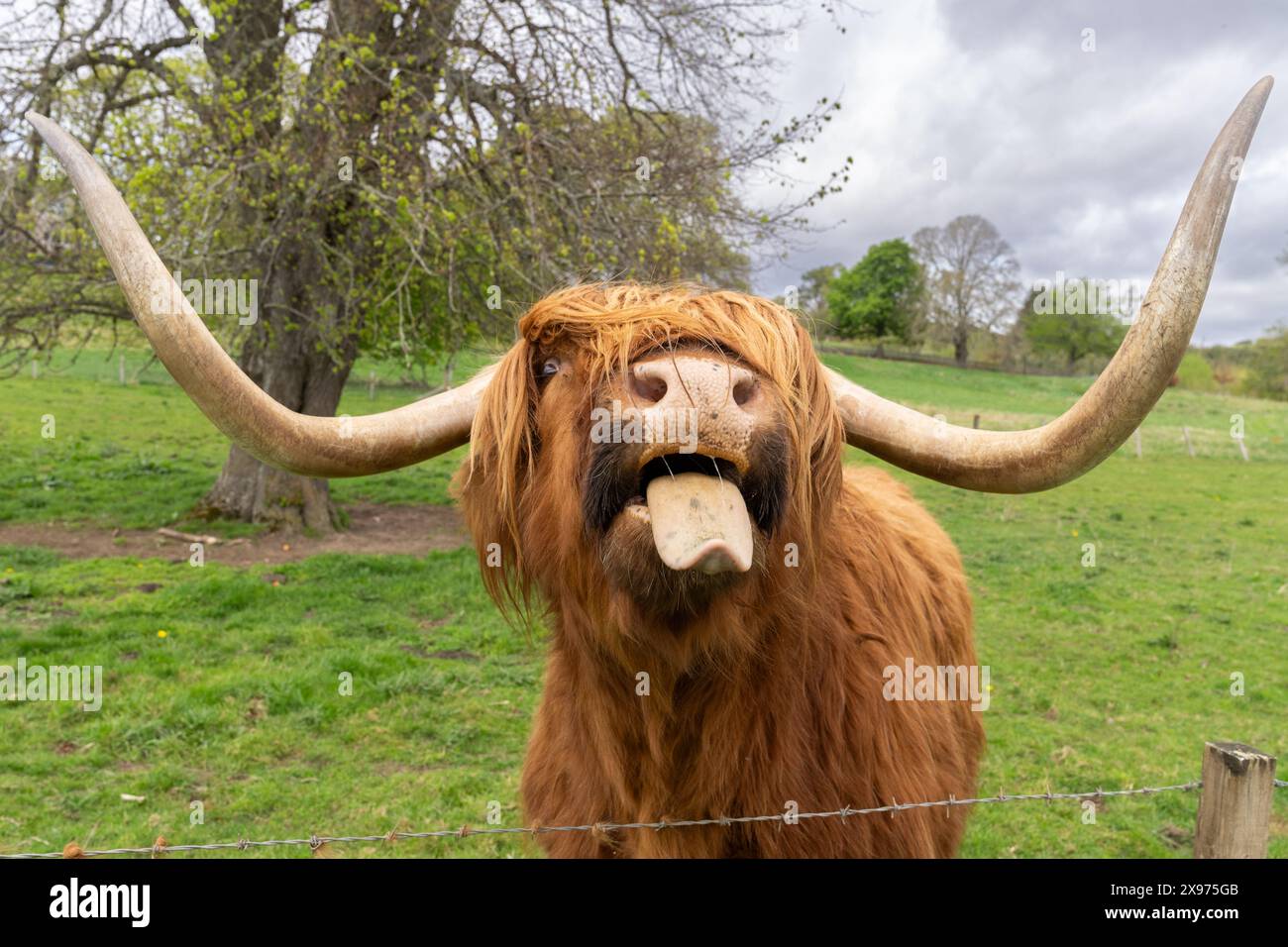 scottish-highland-cow-up-close-sticking-out-his-tongue-in-a-pasture-in