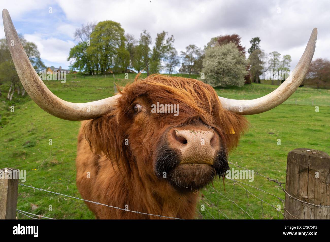 Close up highland bovine hi-res stock photography and images - Alamy