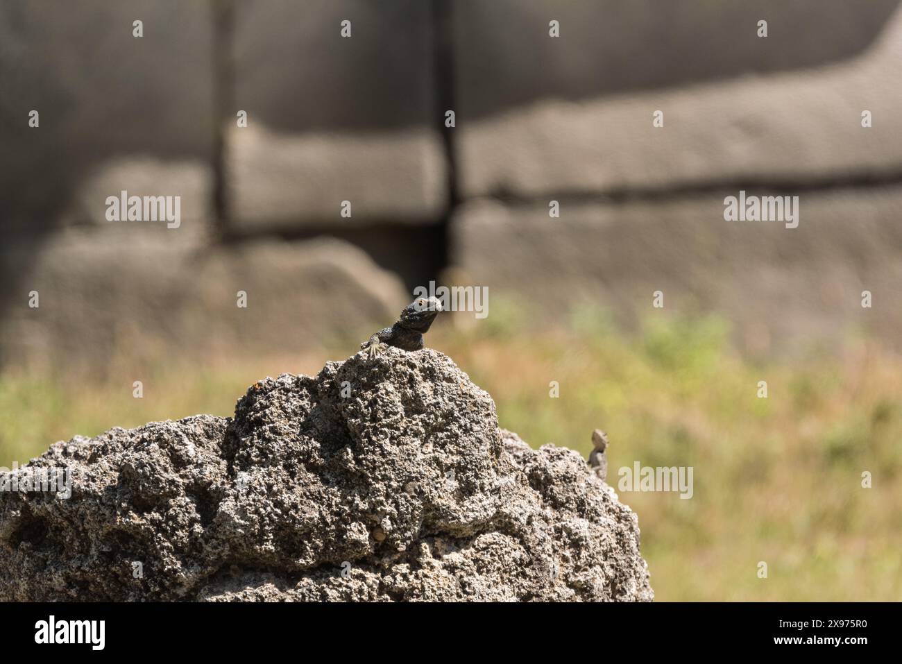 Starred Agama (Leudakia stellio) in Turkiye Stock Photo - Alamy