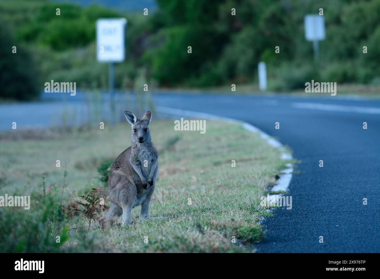 Australia, Victoria, Foster, Wilsons Promontory, National Park, Kangaroo Stock Photo