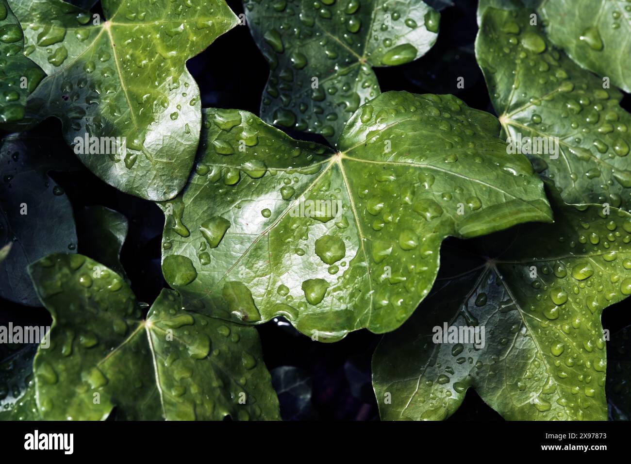 Water drops dripping off forest hi-res stock photography and images - Alamy