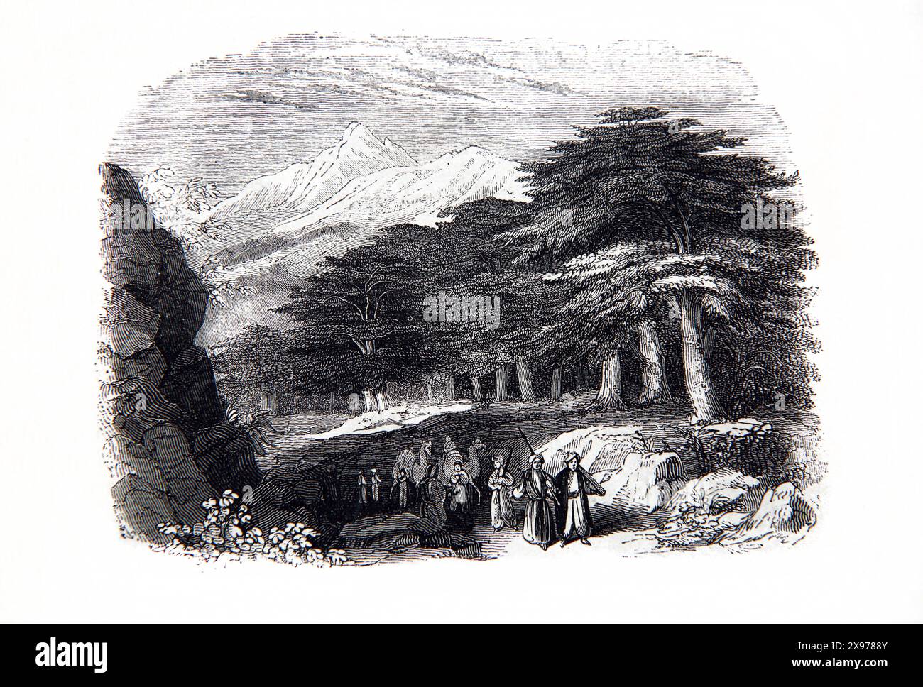 Wood Engraving of a Group Travelling by the  Cedars of Lebanon in Antique 19th Century Illustrated Family Bible The wood of the Cedars of Lebanon was Stock Photo