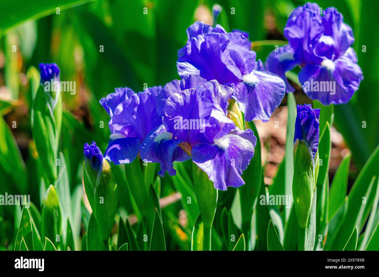 Blue iris flowers on the flower bed Stock Photo