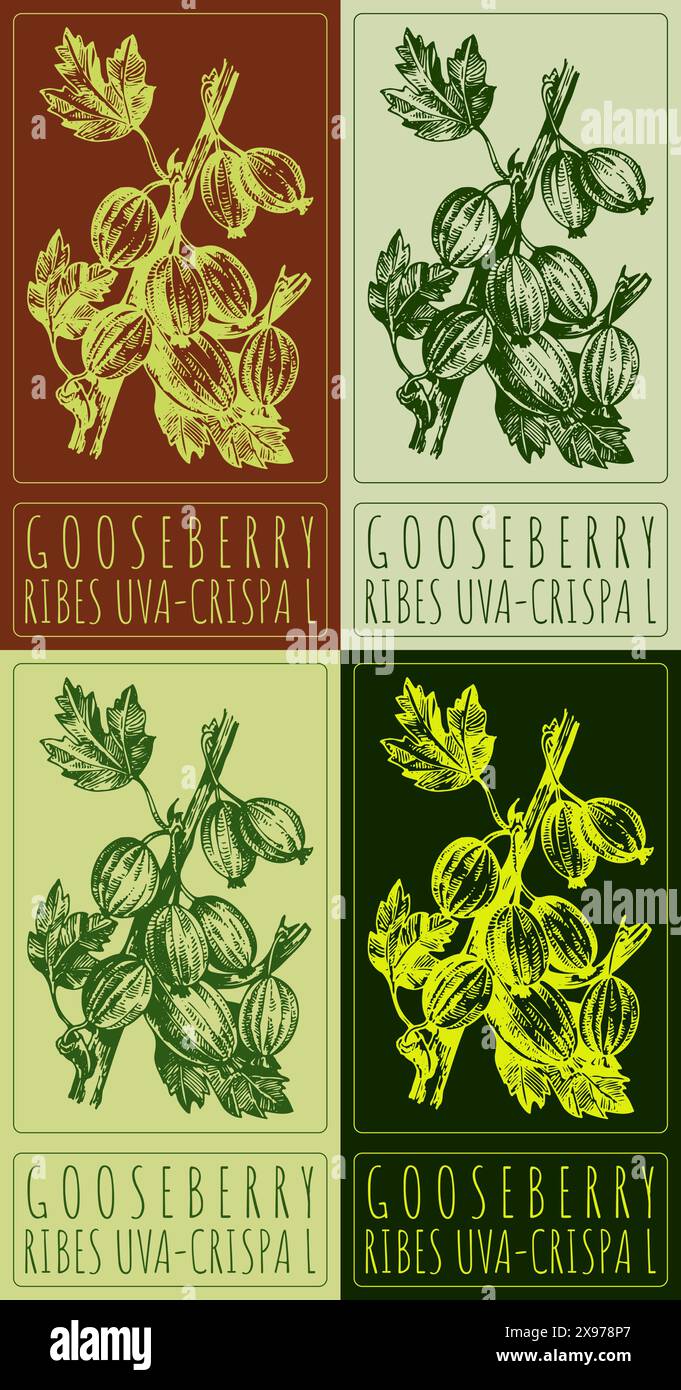 Gooseberry garden Stock Vector Images - Page 3 - Alamy
