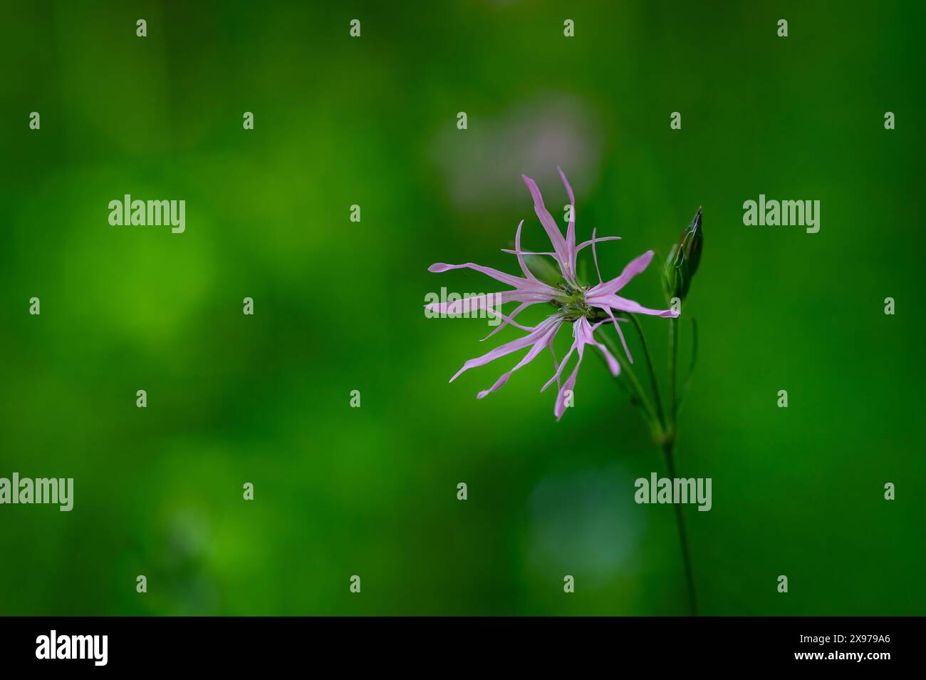 Ragged Robin (Silene flos-cuculi). Flower Closeup, spring Stock Photo