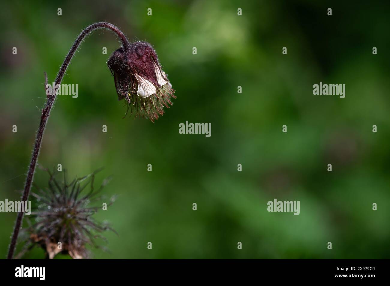 Drooping pink wildflower hi-res stock photography and images - Alamy