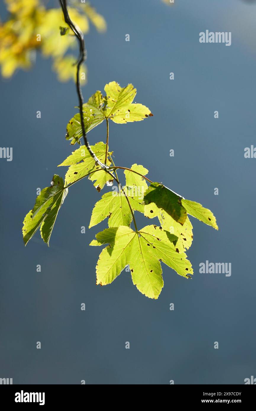 Bigleaf maple or Oregon maple (Acer macrophyllum) leaves in a forest in autumn Stock Photo