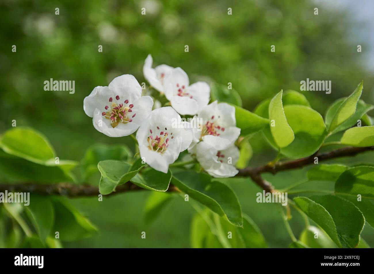 Close-up of peach (Prunus persica) blossoms in spring Stock Photo