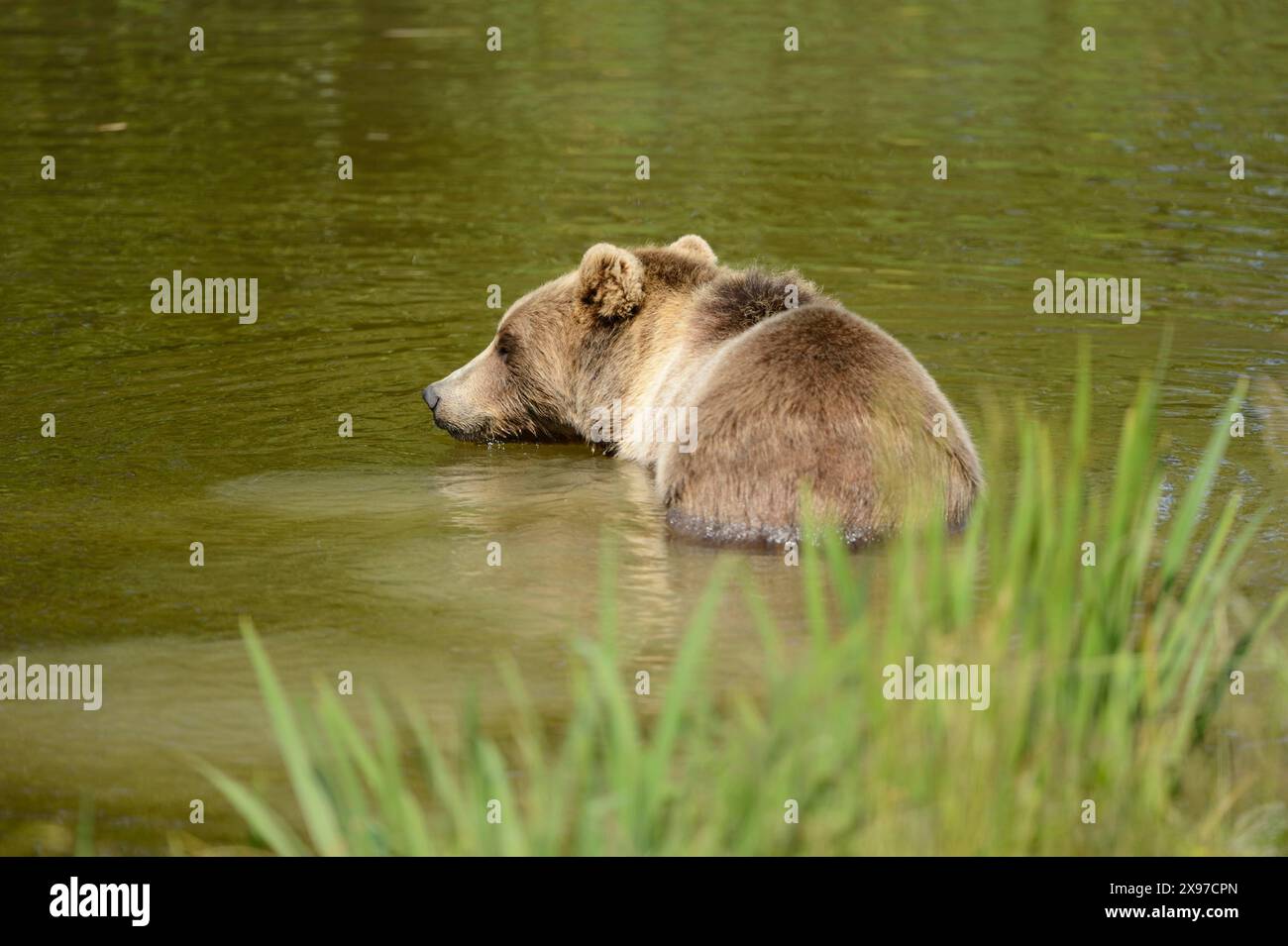 European brown bear (Ursus arctos arctos) taking a bath in a lake, Germany Stock Photo