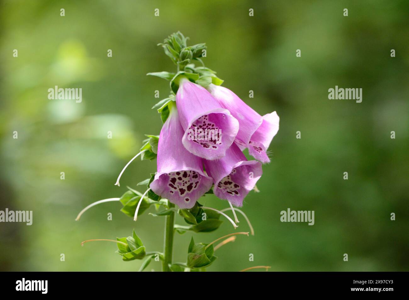 Close-up of a common foxglove (Digitalis purpurea) blossom in a forest in spring Stock Photo