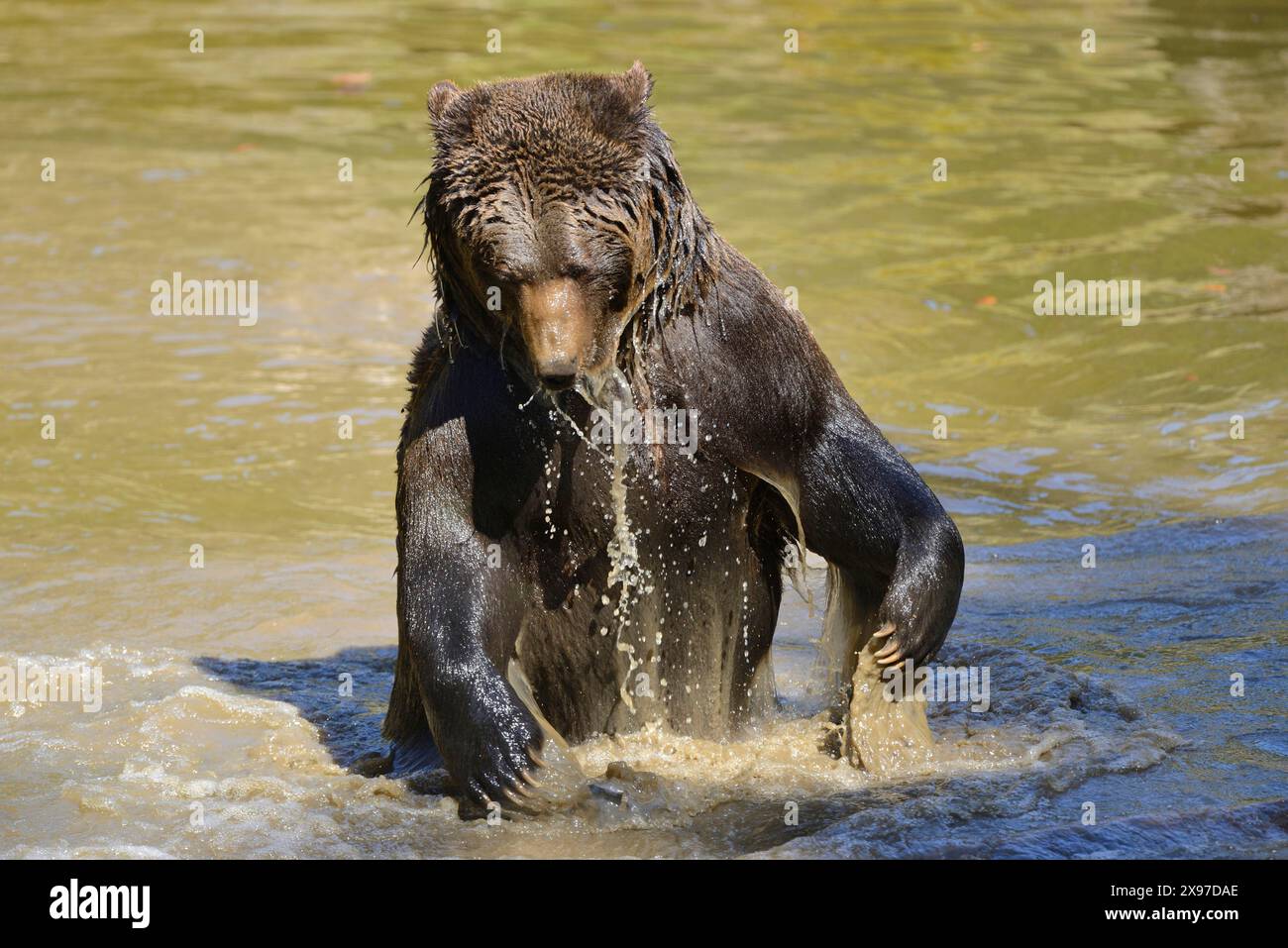 European brown bear (Ursus arctos arctos) taking a bath in a little ...