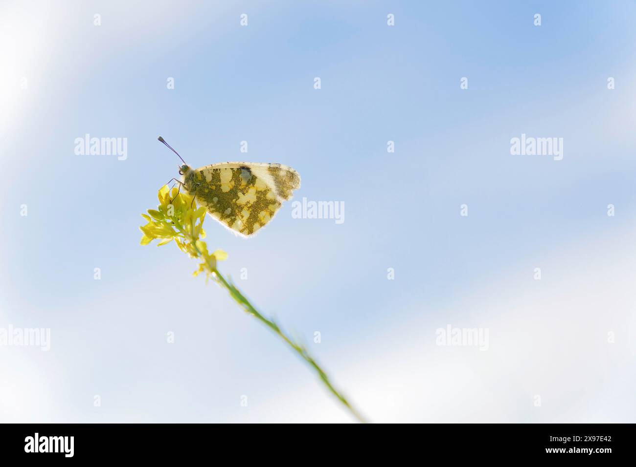 Butterfly perched on a flower with a blue sky in the background Stock Photo