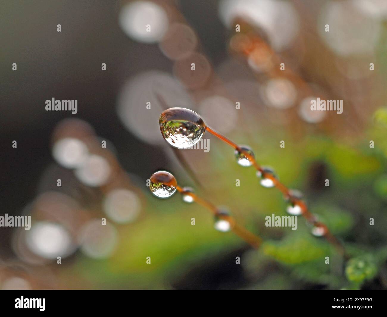 Backlit Rain close-up macro image of backlit rain water droplets on spore-caps of ...