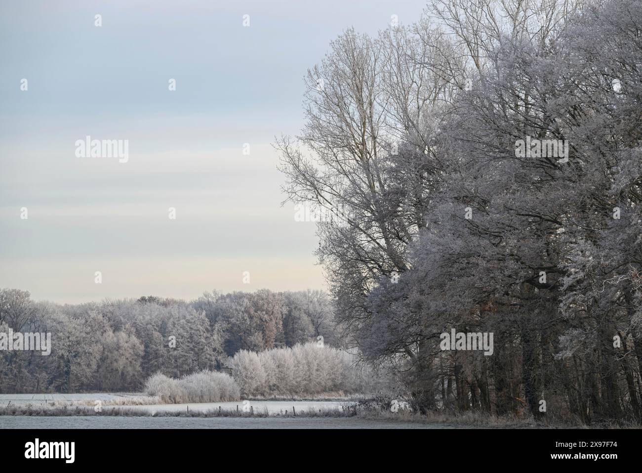 A forest and fields in winter, the trees and the ground covered with frost, dull light, hoarfrost on meadows and trees against a blue sky in Stock Photo