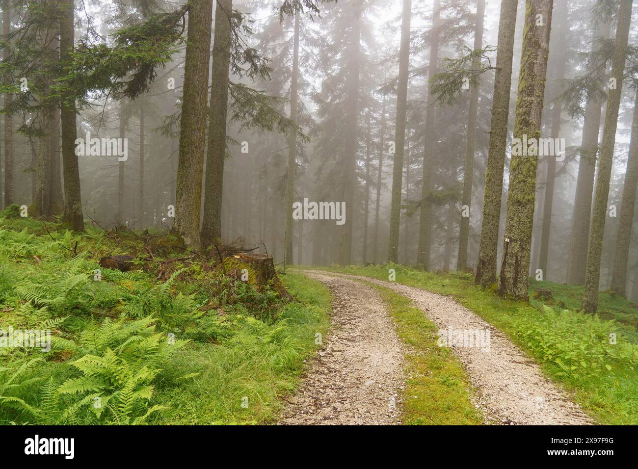 A misty gravel path winds through a dense forest with green vegetation ...