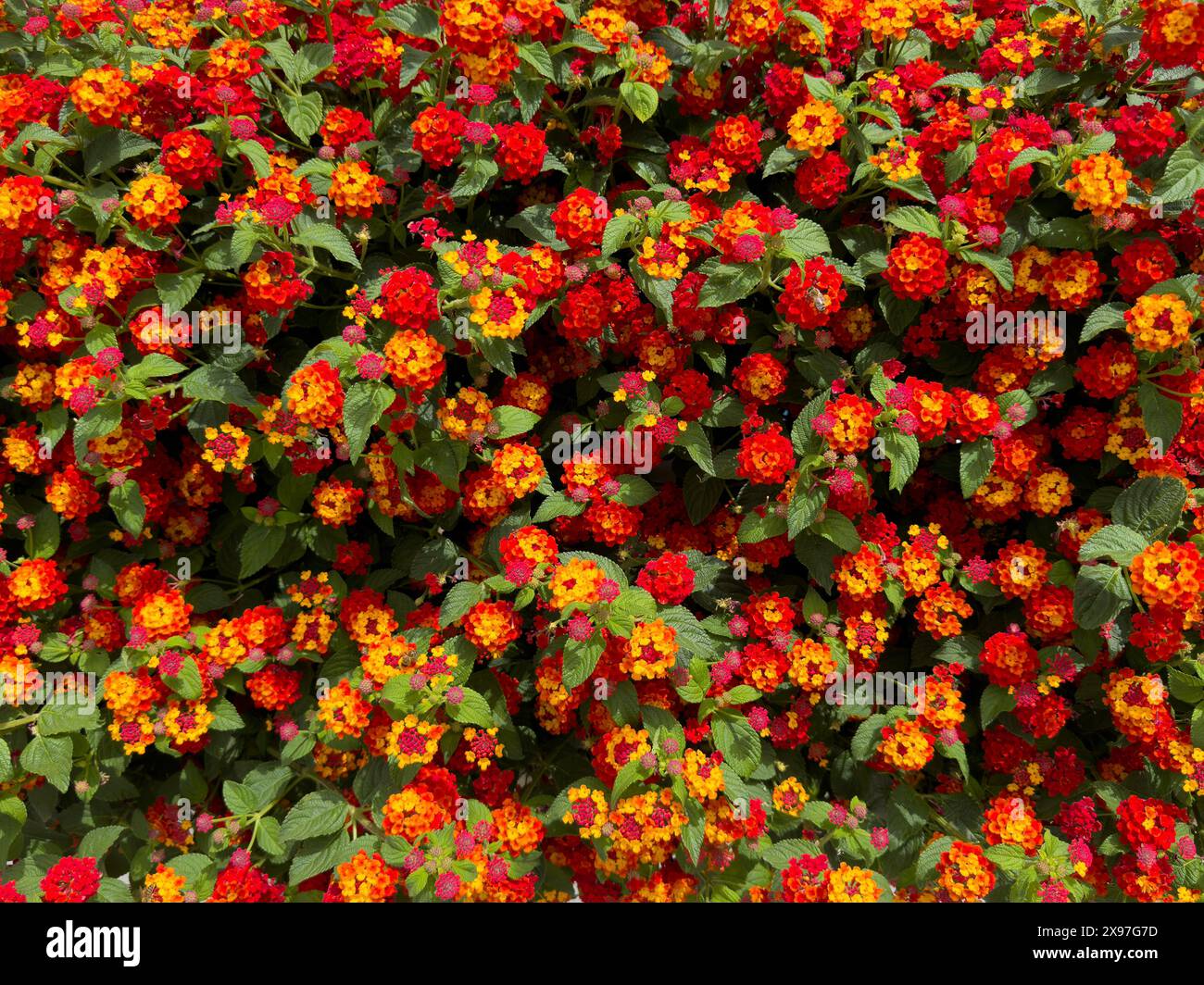 Dense shrub with red flowers of spanish flag (Lantana camara) from the ...