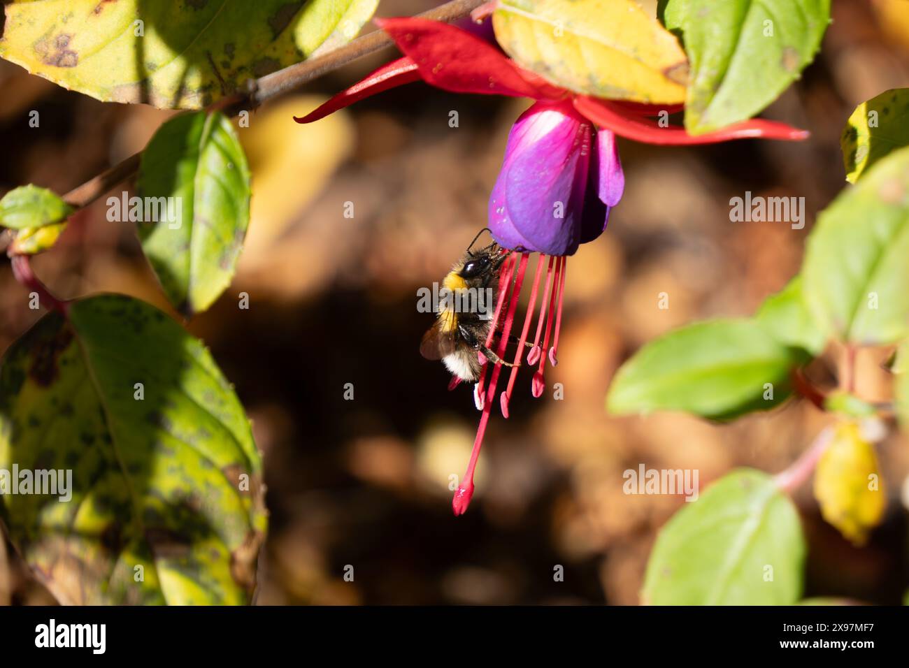 Bumblebee on stamen of fuchsia flower, framed by foliage.  Bumblebees are an important pollinator for home and commercial gardens. Horizontal format. Stock Photo