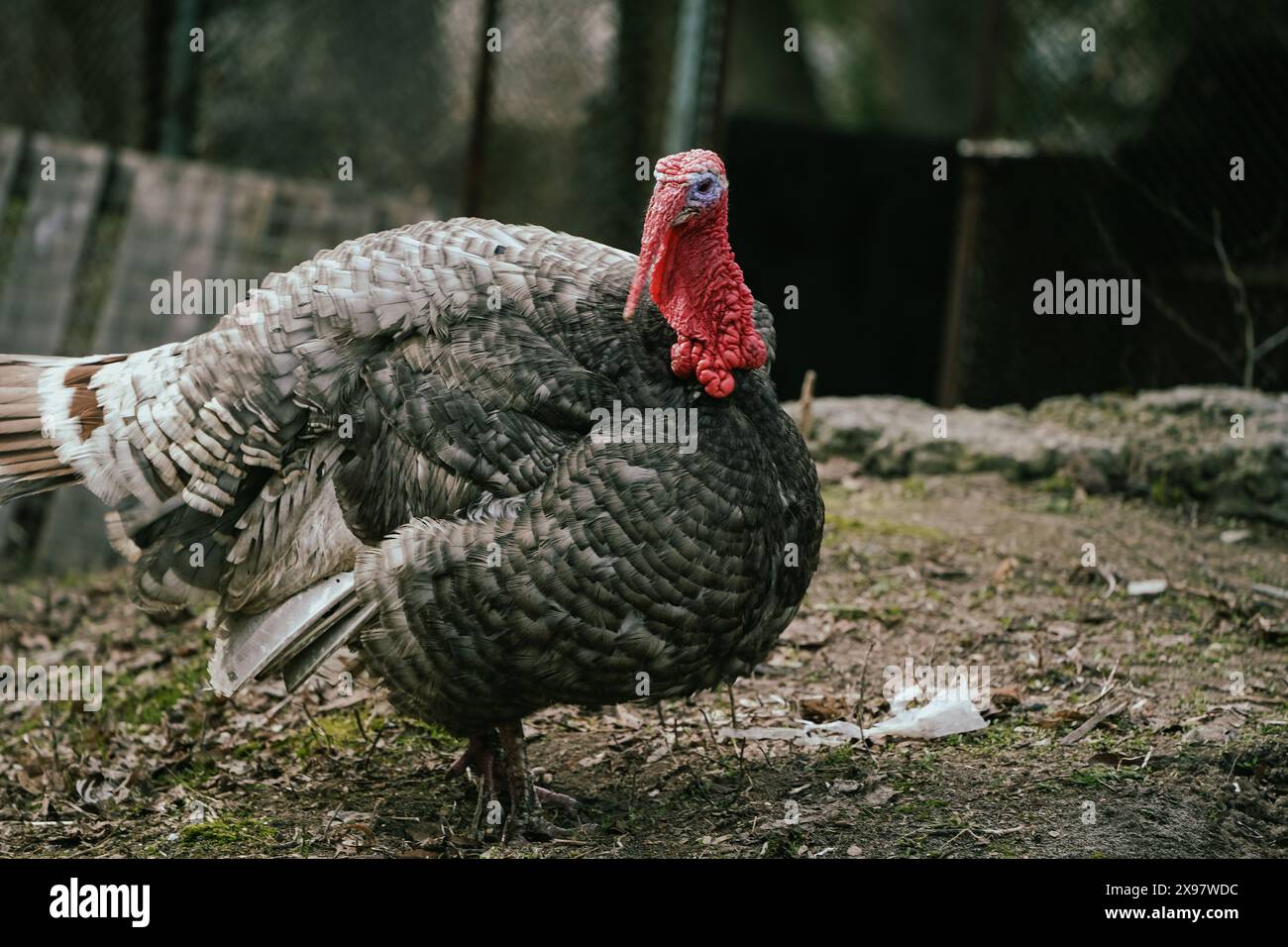 Full turkey meat wings hi-res stock photography and images - Alamy