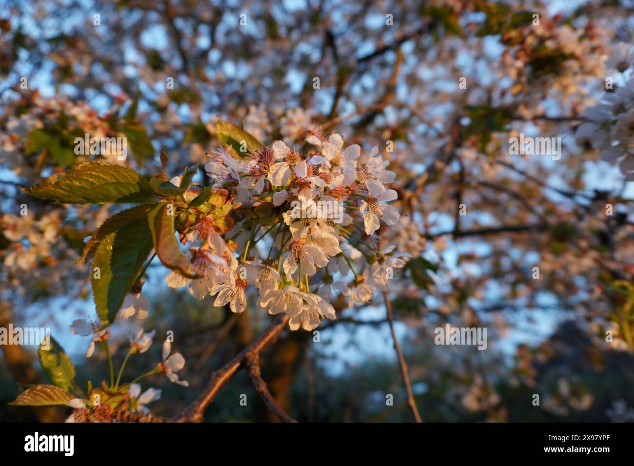 Sunset cherry blossoms hi-res stock photography and images - Alamy