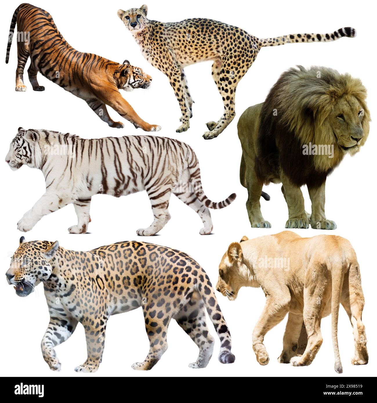Set of wild mammals isolated over white background Stock Photo - Alamy