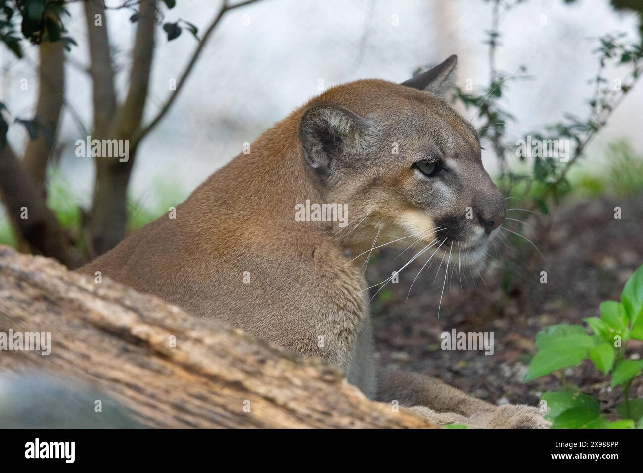 Florida Panther Stock Photo