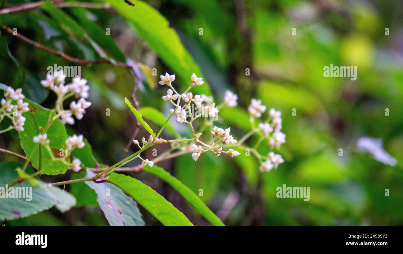 Persicaria chinensis (Polygonum chinense, creeping smartweed, Chinese knotweed). Has been used as Chinese traditional medicine to treat ulcer Stock Photo