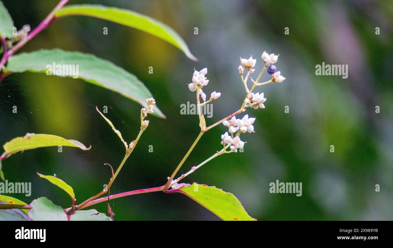 Persicaria chinensis (Polygonum chinense, creeping smartweed, Chinese knotweed). Has been used as Chinese traditional medicine to treat ulcer Stock Photo