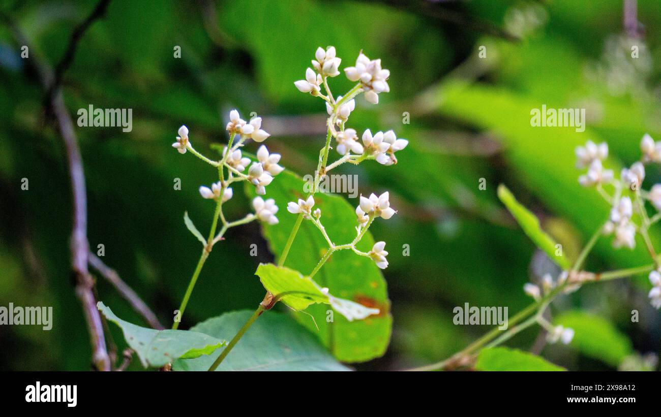 Persicaria chinensis (Polygonum chinense, creeping smartweed, Chinese knotweed). Has been used as Chinese traditional medicine to treat ulcer Stock Photo