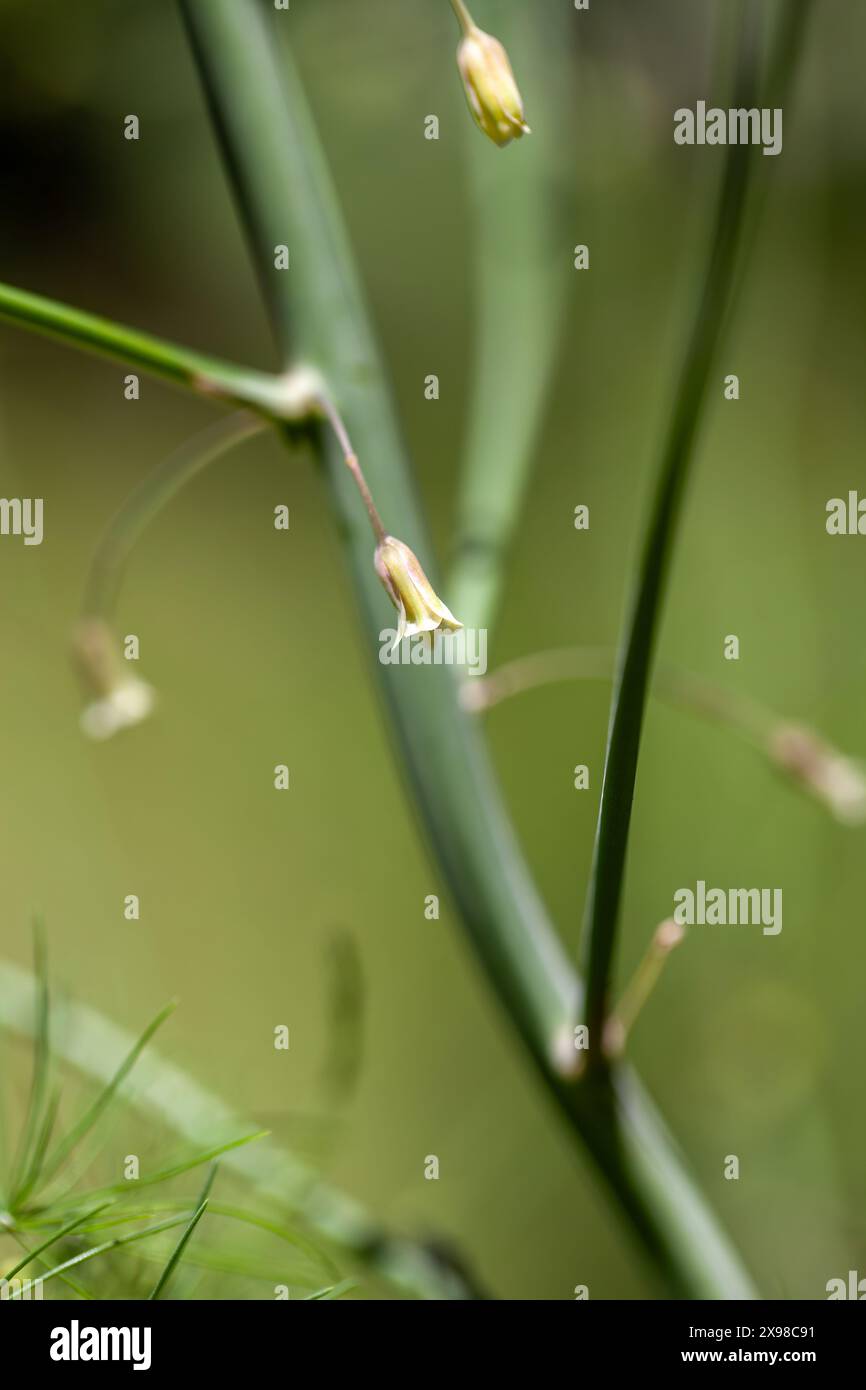 Tiny Asparagus fern flower Asparagus officinalis blooms in an organic