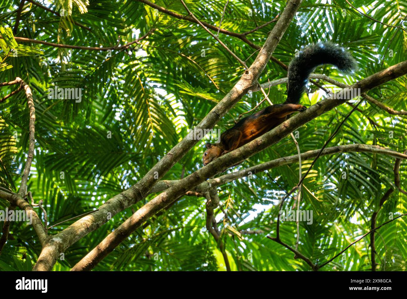 Agoutis on a Tree Branch in Costa Rica Stock Photo - Alamy