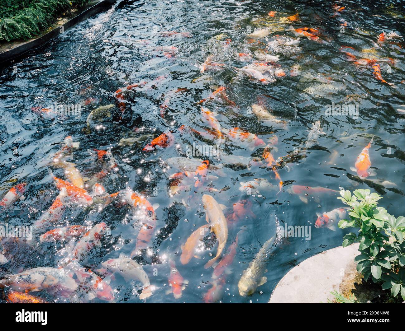 koi fish in the garden pond Stock Photo - Alamy