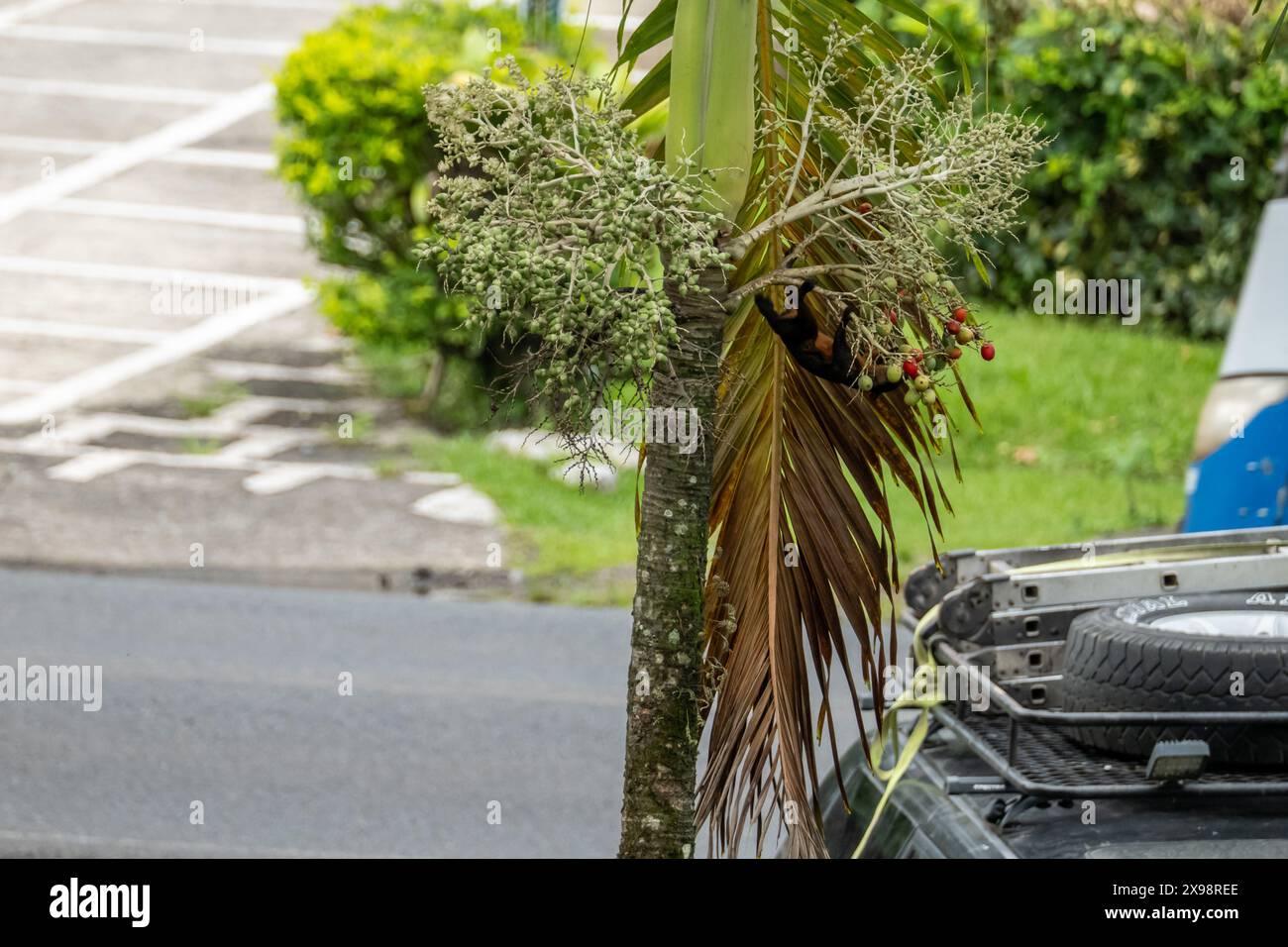 Agoutis eating fruit from a tree in Costa Rica Stock Photo - Alamy