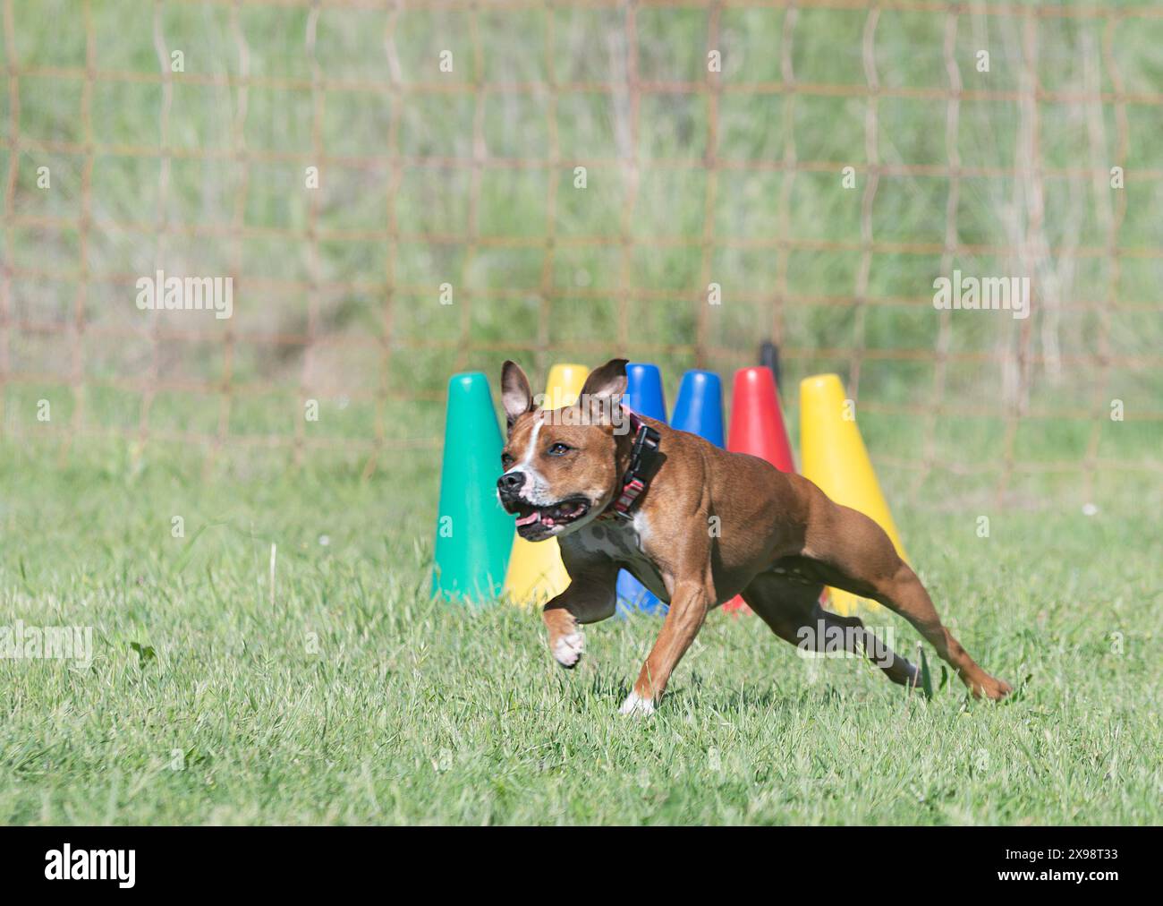 Staffordshire Bull Terrier Training For Obedience Discipline Stock 