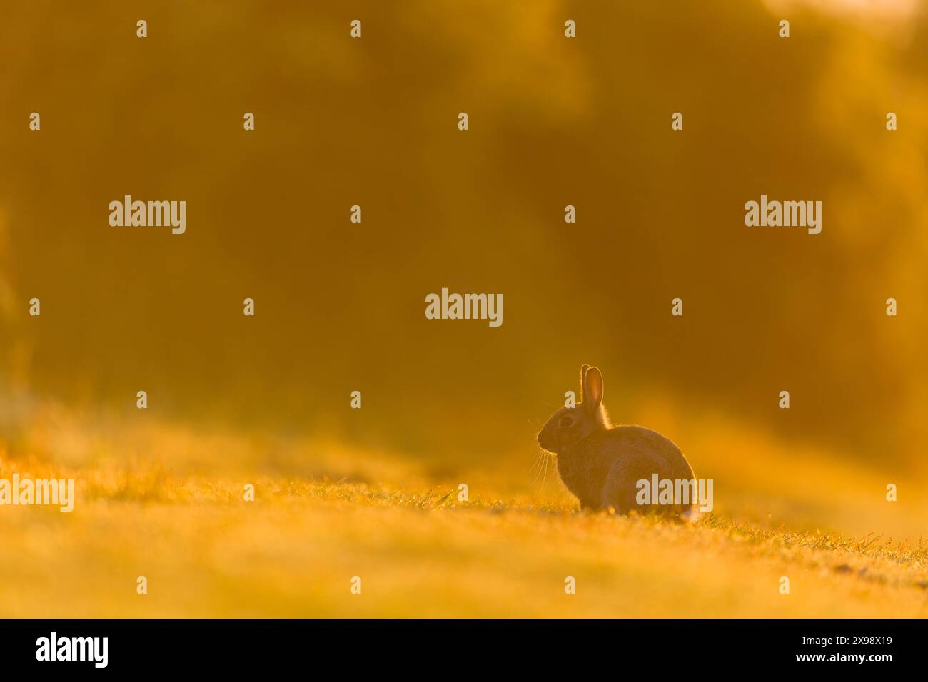 European rabbit Oryctolagus cuniculus, young sitting on grass at ...