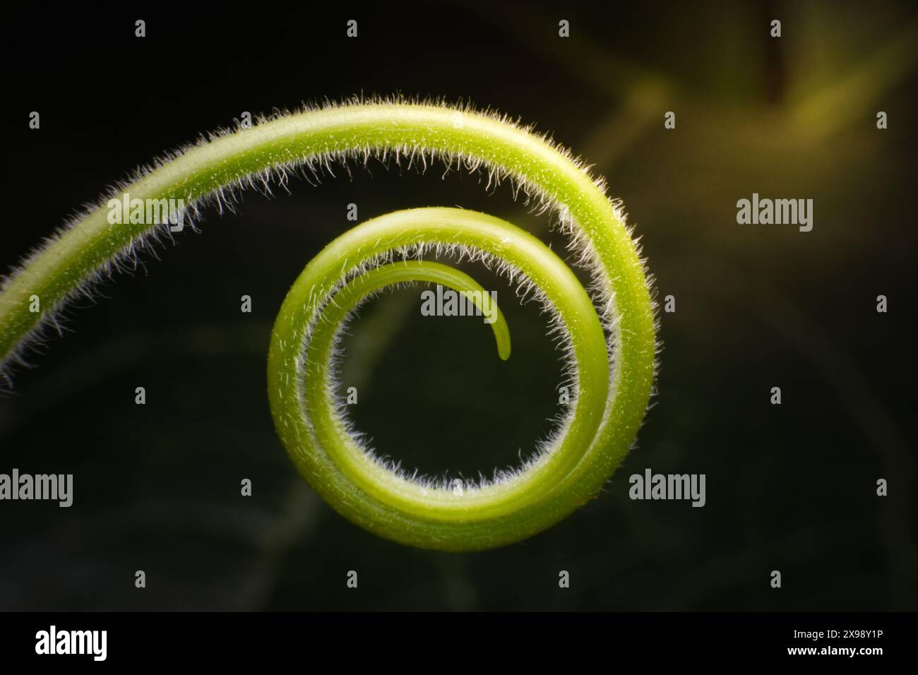 Golden ratio hi-res stock photography and images - Alamy