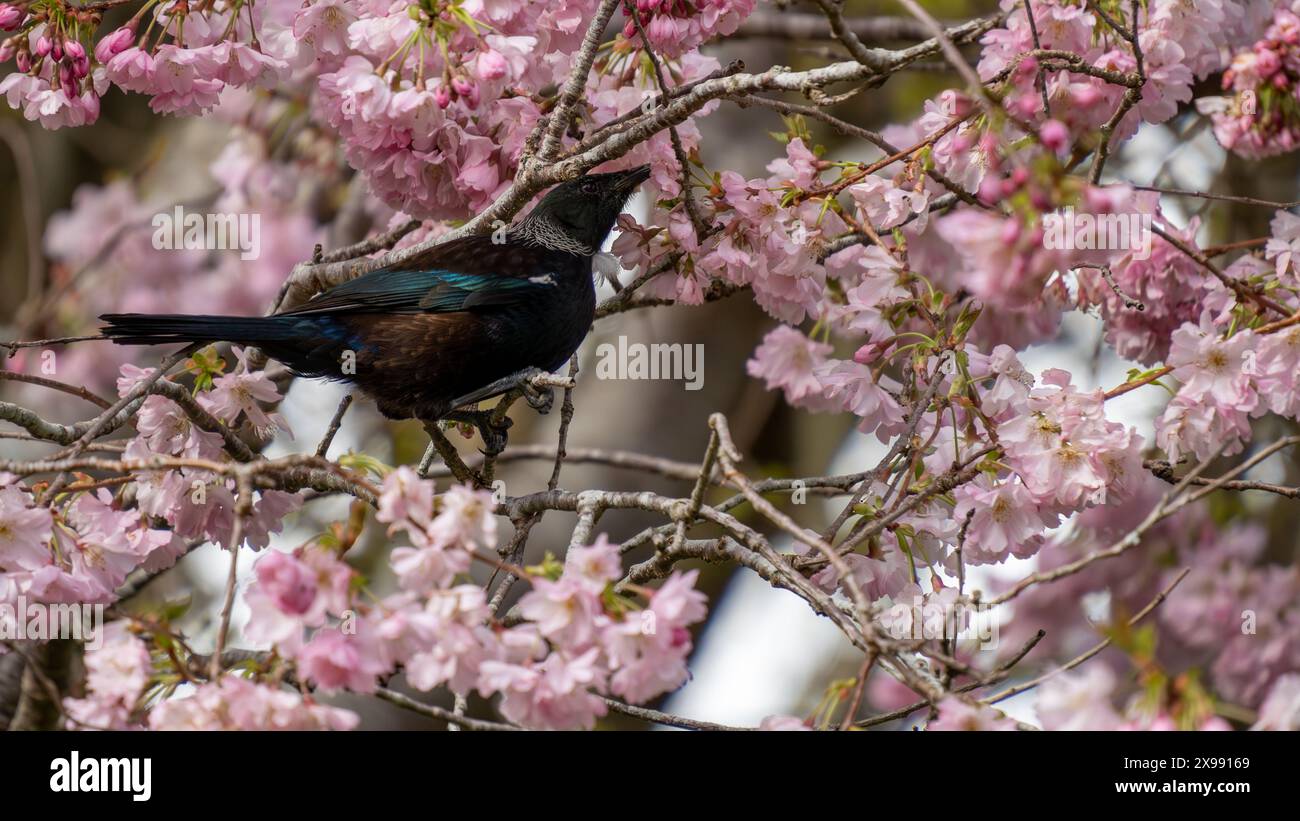 New Zealand tui bird feeding on cherry blossom in Queens Park, Invercargill. Tui drink nectar and are attracted to flowering cherry trees. Stock Photo
