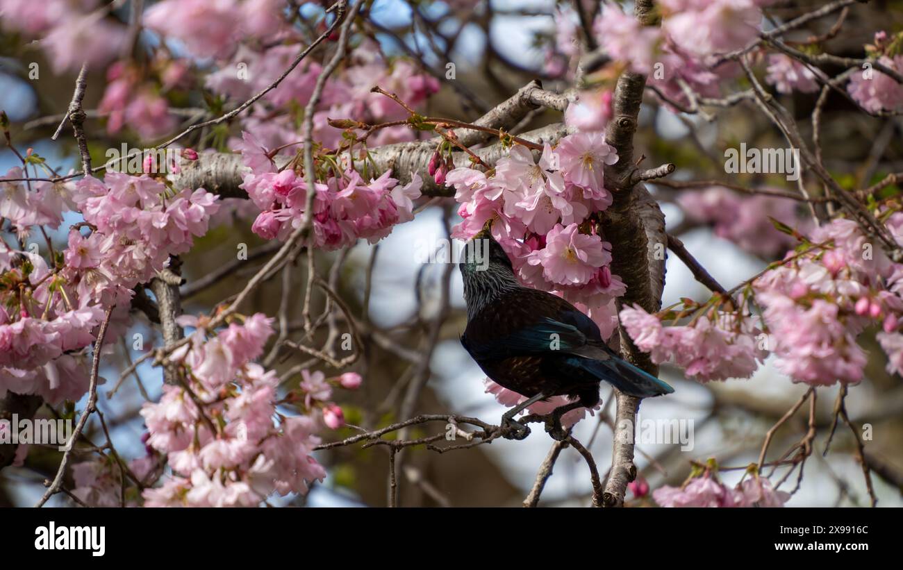 New Zealand tui bird feeding on cherry blossom in Queens Park, Invercargill. Tui drink nectar and are attracted to flowering cherry trees. Stock Photo