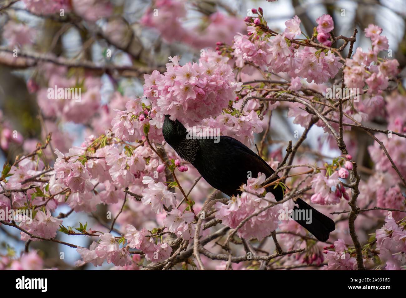 New Zealand tui bird feeding on cherry blossom in Queens Park, Invercargill. Tui drink nectar and are attracted to flowering cherry trees. Stock Photo