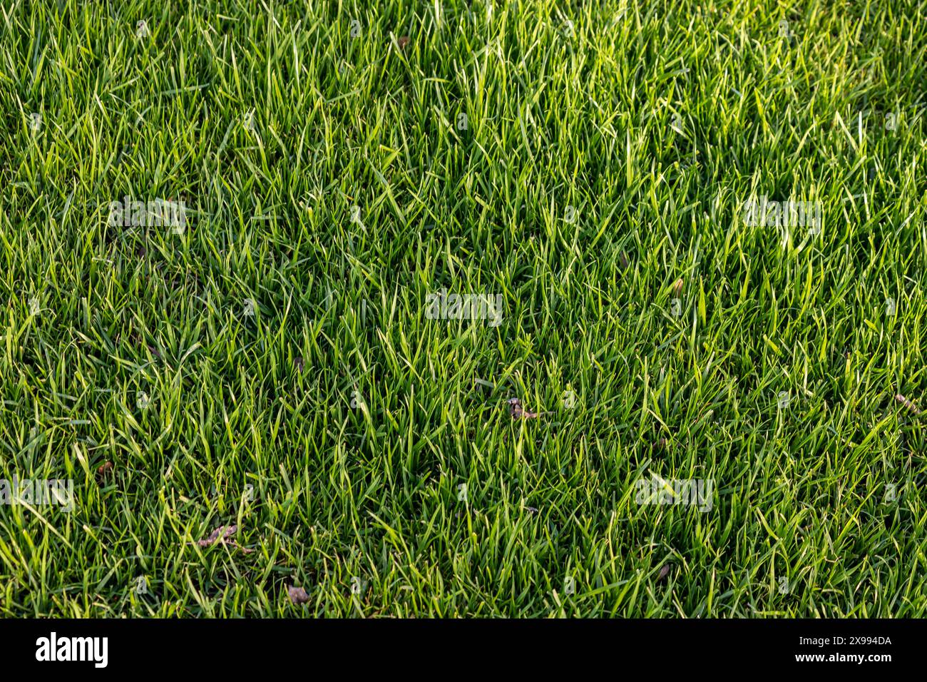 artificial green grass using for background or texture. Stock Photo