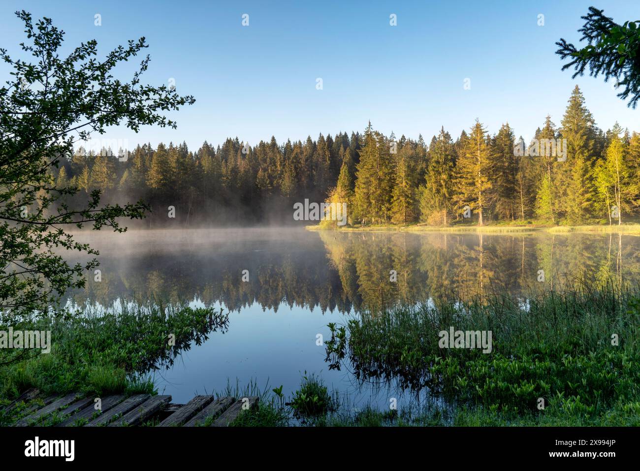 The small moor lake, Étang de la Gruère in the Swiss canton of Jura. Morning moods just before and after sunrise Stock Photo