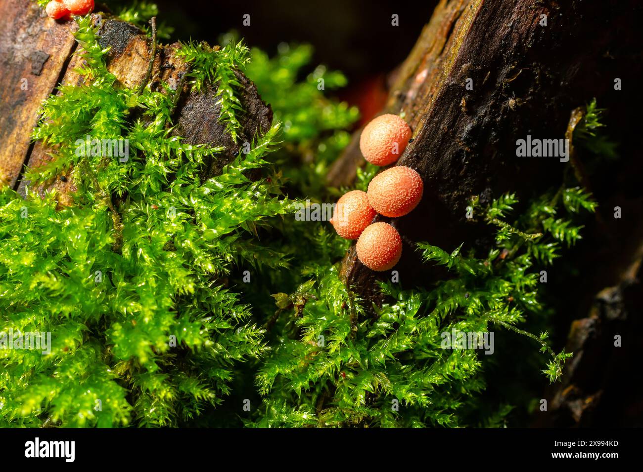 Orange red slime mold mushroom Lycogala epidendrum in the autumn forest. Stock Photo