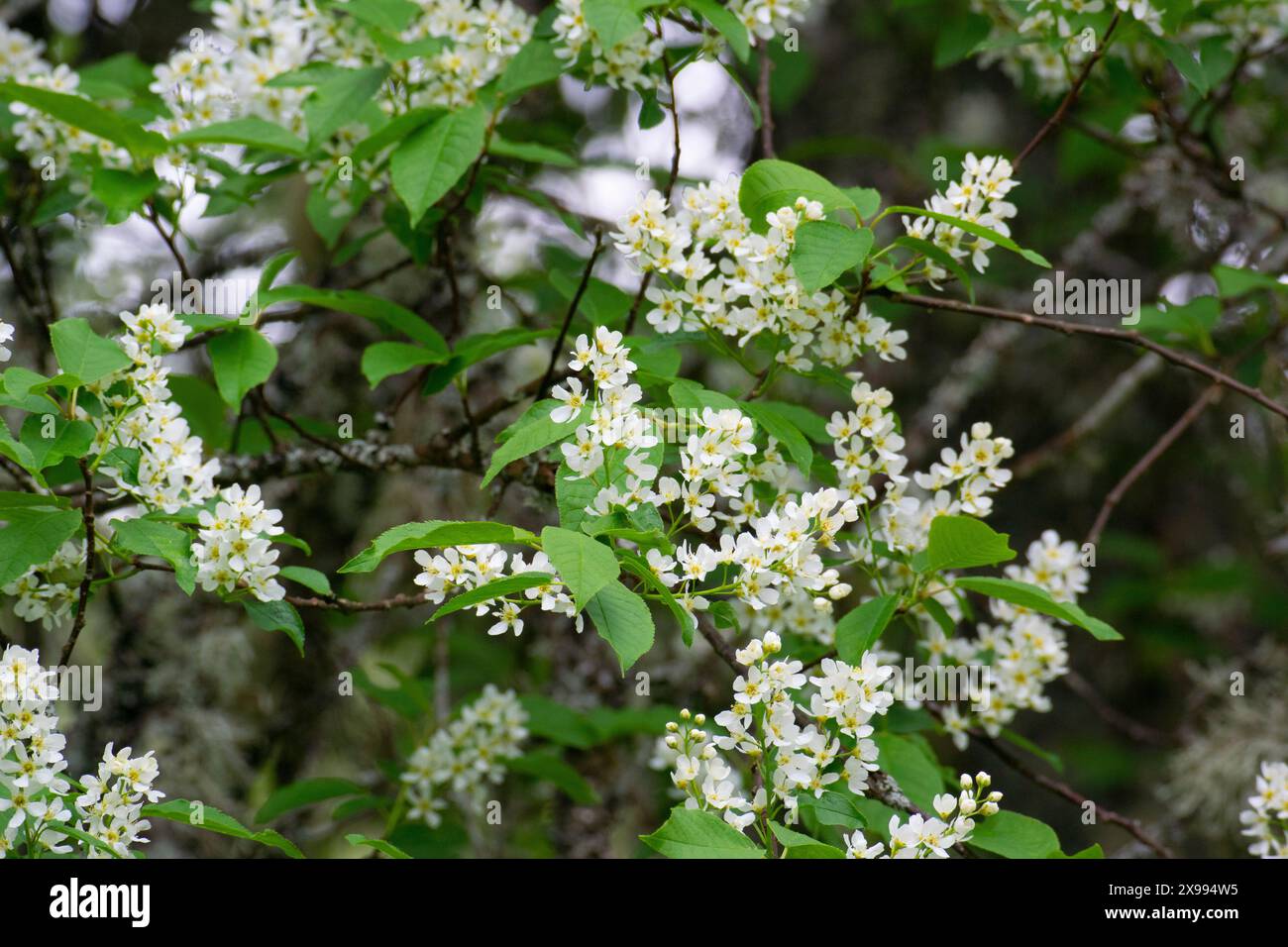 Prunus padus,  bird cherry, flowers, Stock Photo