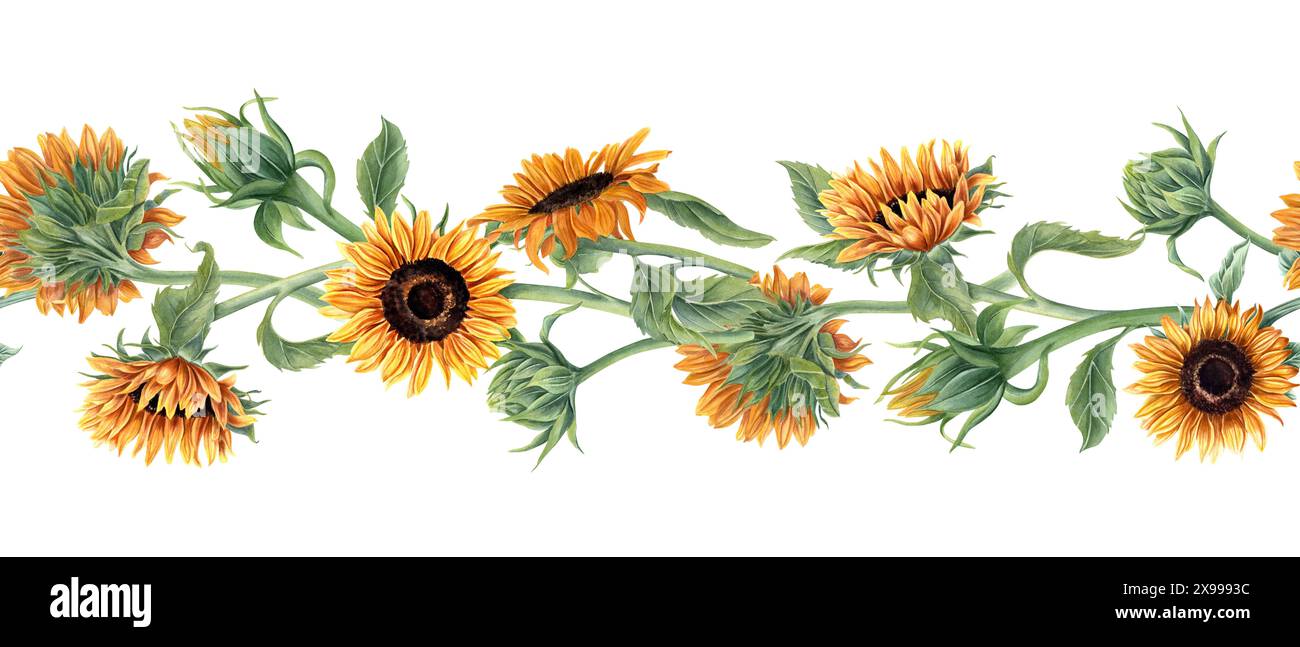 Sunflower Banner Pattern Sunflowers. Intertwining stems of flowers. Seamless banner. Orange ...