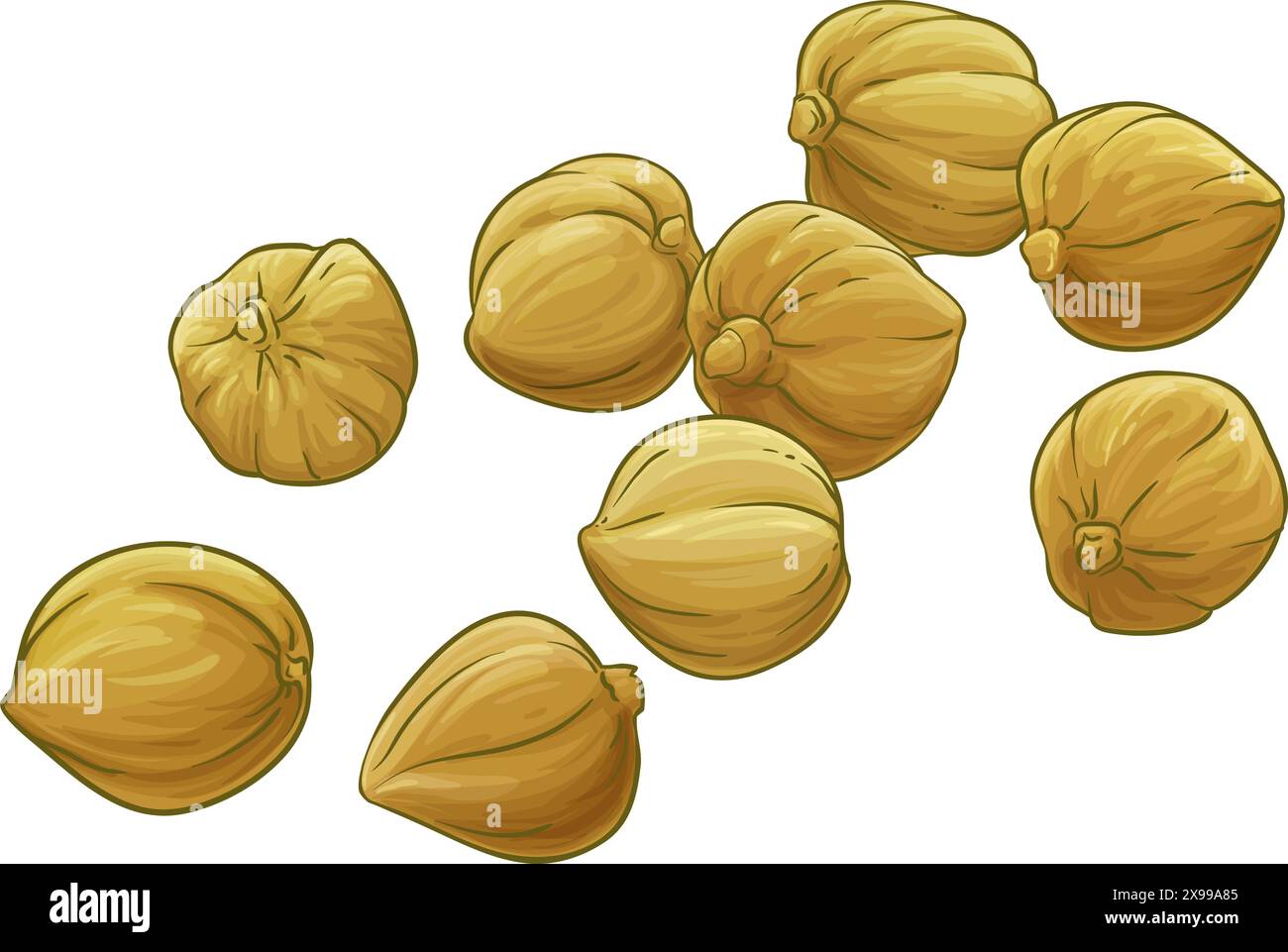 Candlenut illustration hi-res stock photography and images - Alamy