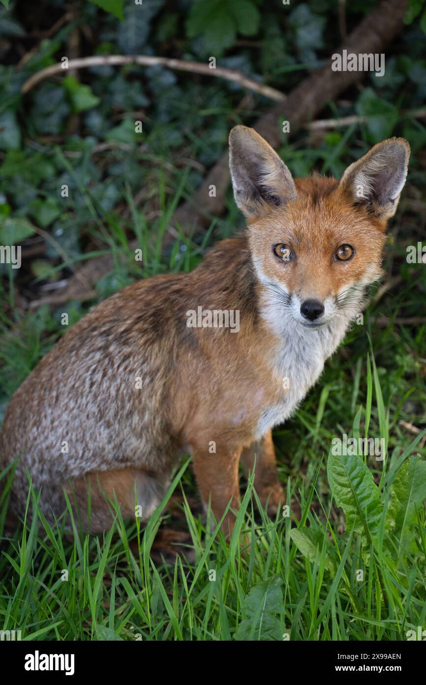 Red Fox, Vulpes vulpes, adult vixen in garden, London, United Kingdom Stock Photo