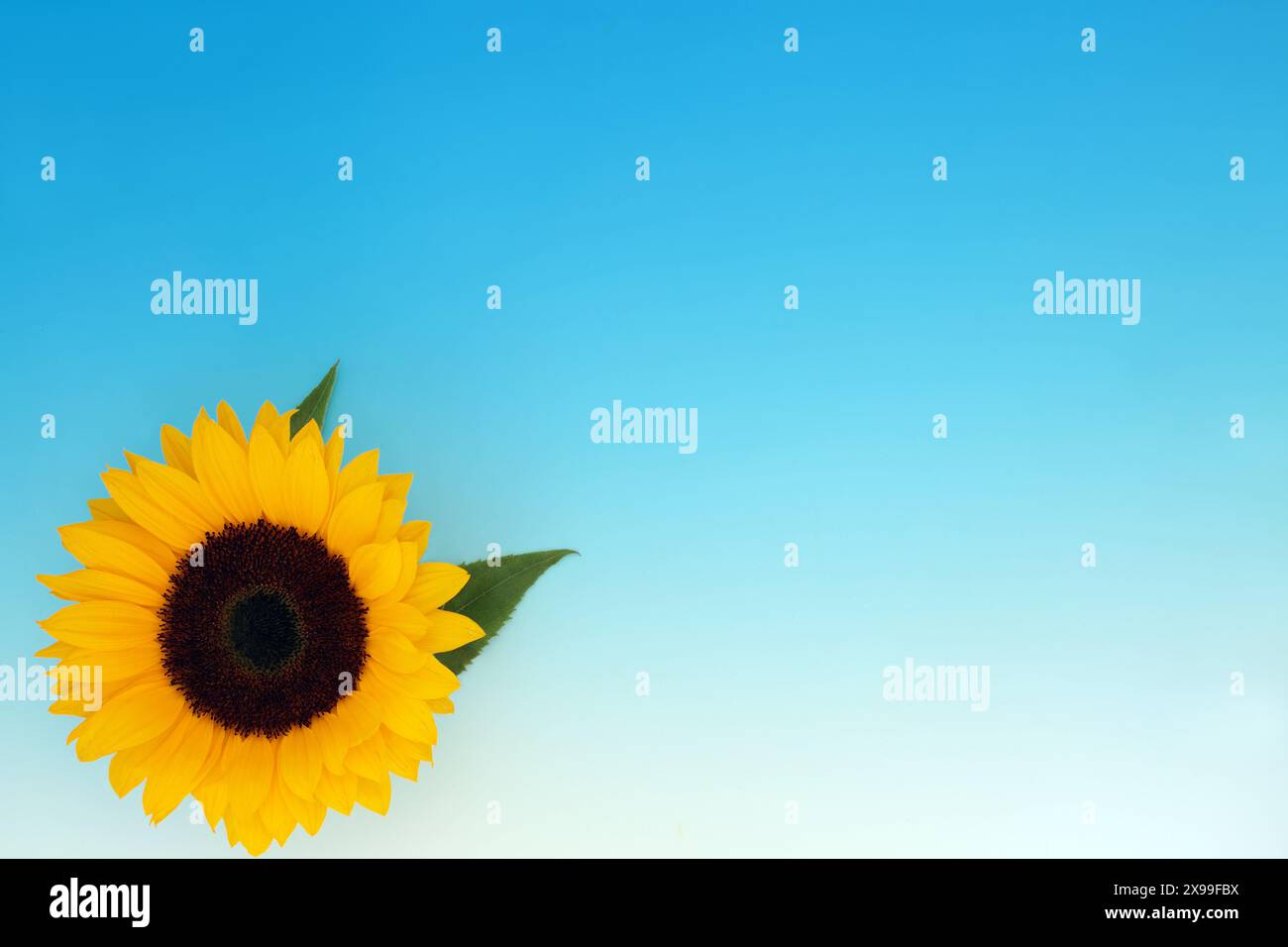 Sunflower flower health food on gradient blue white background. Healthy edible seed and national symbol of Ukraine. Floral nature design. Stock Photo