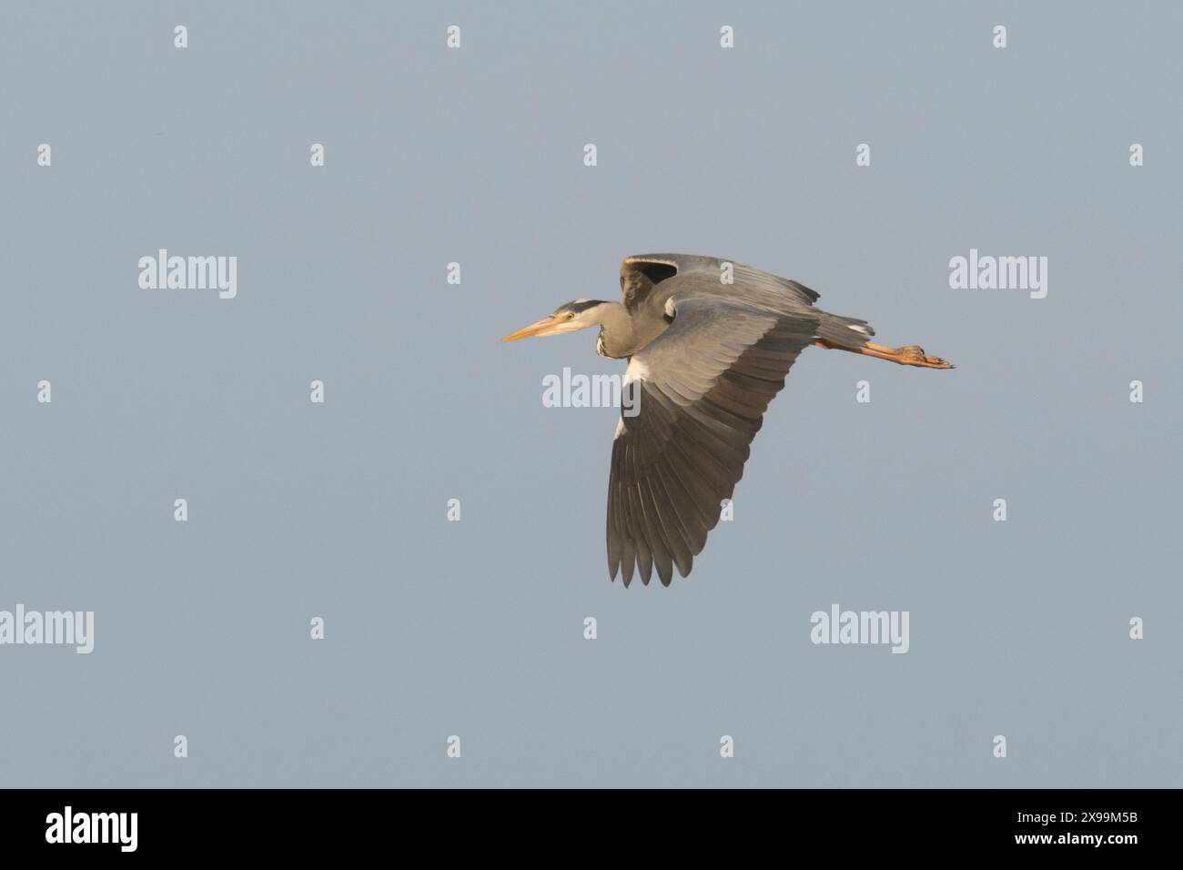 Ardea cinerea, grey heron flying, heron in flight, Norfolk Broads Stock Photo